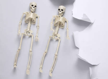 Skeletons and white torn paper sheet on gray background. helloween concept. minimalism. copyspace. top viewの写真素材
