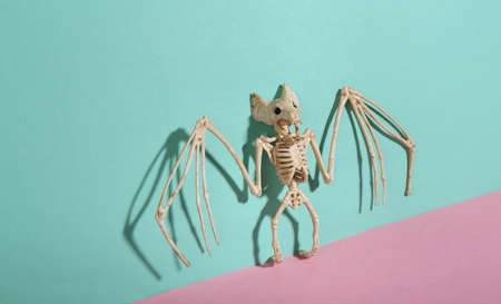Creepy bat skeleton on blue-pink pastel background. minimalism. trendy shadow. creative layout.