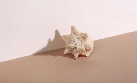 creative still life. Seashell on beige brown background. minimalism. trendy shadow.