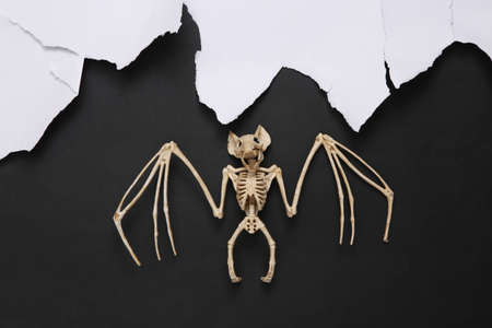 bat