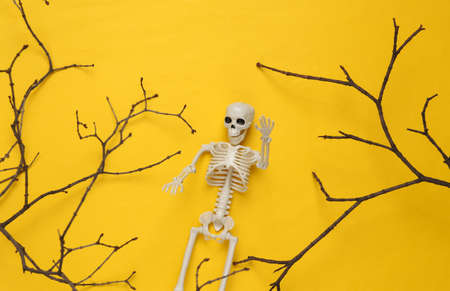 Creative Halloween layout. Tree branch, skeleton on yellow background. flat layの写真素材