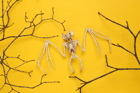 Creative Halloween layout. Tree branch and bat skeleton on yellow background. flat layの写真素材