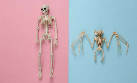 Creepy bat and skeleton on pink blue pastel background. halloween decor