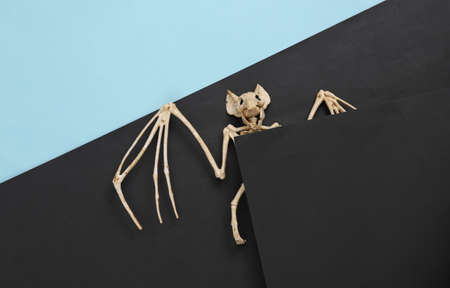 Creepy bat skeleton on blue black background. halloween decorの写真素材