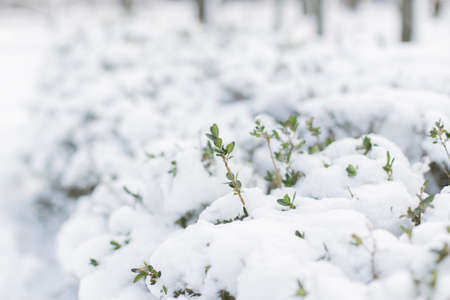 Green bushes in the snowの写真素材