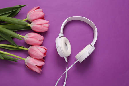 Pink tulips with headphones on purple background. Romantic, music, love conceptの写真素材