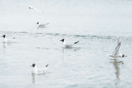Seagulls on the beach sea at bright sunny day