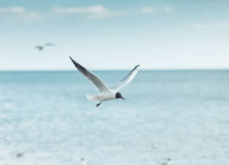 Flying seagull in the skyの写真素材