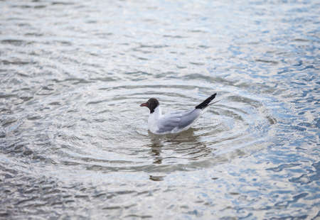 Seagull on the beach seaの写真素材