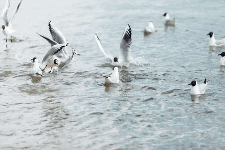 Seagulls on the beach sea at bright sunny day