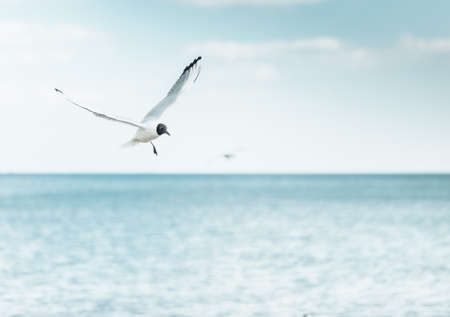 Flying seagull in the sky
