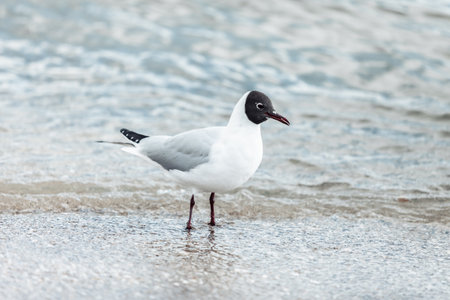 Seagull on the beach sea at bright sunny day