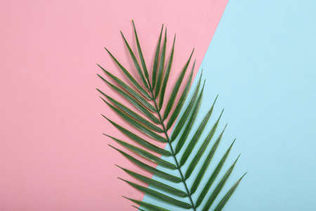tropical background. Palm leaf on pink blue background.の写真素材