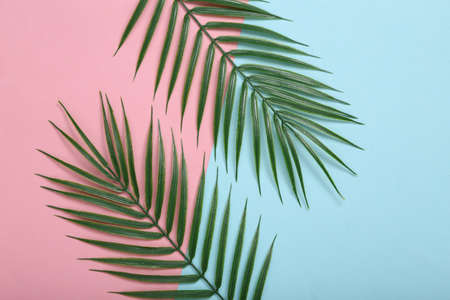 tropical background. Palm leaves on pink blue background.