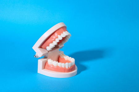 Anatomical model of a human jaw with white teeth on bue bright backgroundの写真素材
