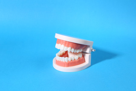 Anatomical model of a human jaw with white teeth on bue bright background