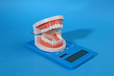 Anatomical model of a human jaw with white teeth and calculator on bue bright backgroundの写真素材