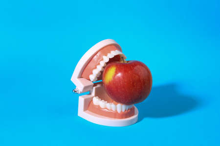 Human jaw model with red apple on bright blue background.の写真素材
