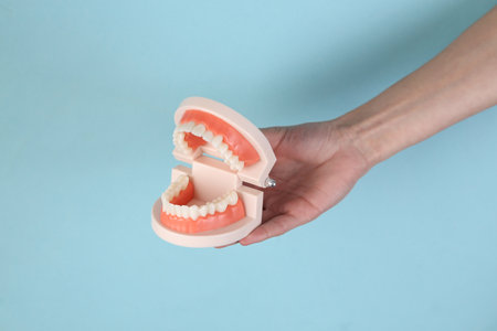Hand holds model of human jaw on blue backgroundの写真素材