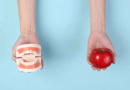 Hands hold model of human jaw and red apple on blue backgroundの写真素材