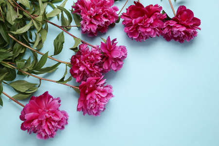 Pink peonies on a blue backgroundの写真素材