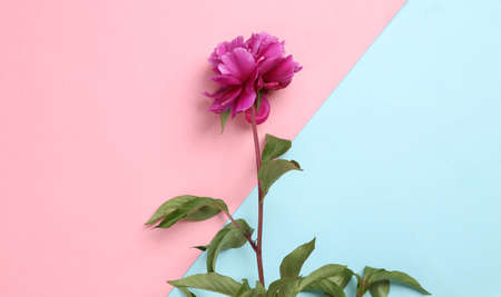 Pink peony on blue pink pastel background. top viewの写真素材