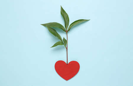 Red heart with germinated green plant on blue background. Natural, love, eco conceptの写真素材
