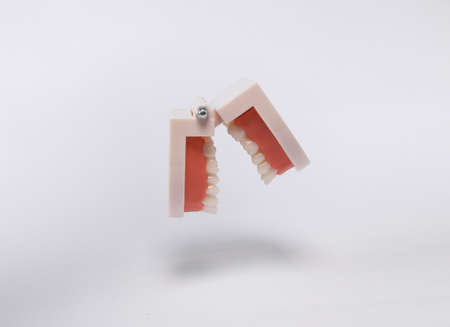 Floating human jaw model on white background with shadow