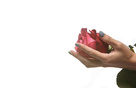 Female hand holding dutch pink rose isolated on white backgroundの写真素材