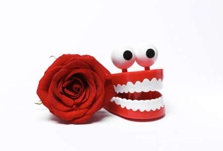 Romantic love, valentine's day concept. Toy clockwork jaw with red rose isolated on white backgroundの写真素材