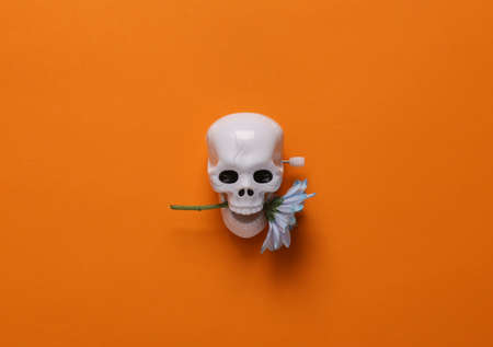 Minimal halloween still life. Skeleton skull with flower on orange backgroundの写真素材