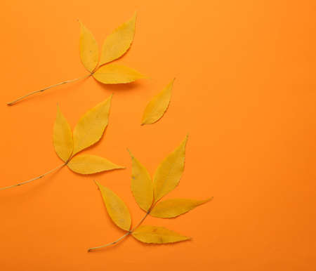 Autumn leaves fall on an orange background. Autumn background, seasonal time. top view