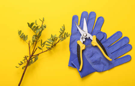 Garden pruner with work gloves and twig on yellow background. flat lay. top viewの写真素材