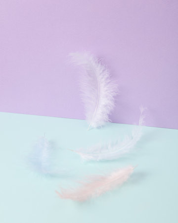 creative layout. Feathers on two tone pastel background. concept pop. Minimal still life.の写真素材