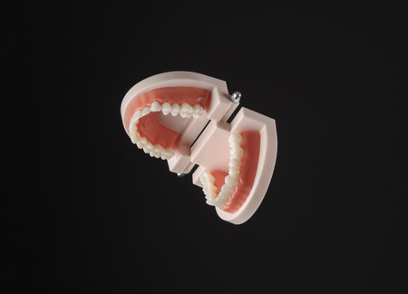 human jaw model isolated on black background