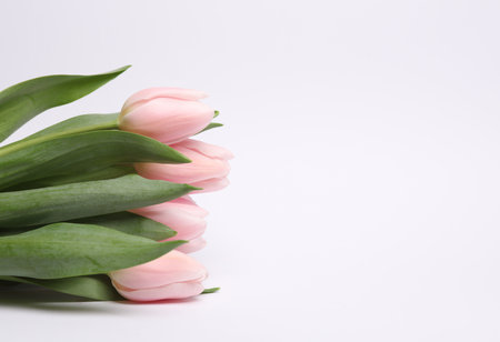 Bouquet of pink tulips on a white background with copy spaceの写真素材