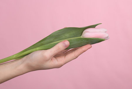 Female hand holding pink tulip on pink backgroundの写真素材