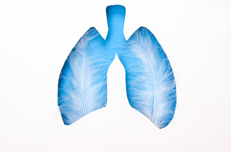 Cut paper with shape of human lungs and feathersの写真素材