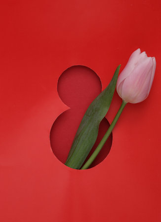 World Women's Day. Hole of red paper in the form of number 8 and tulipの写真素材