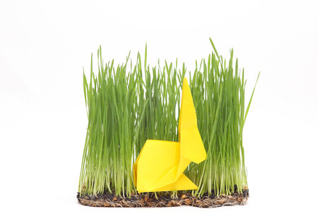 Origami rabbit in green grass isolated on white background.の写真素材
