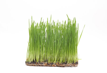 Sprouted wheat, green grass with roots isolated on white backgroundの写真素材