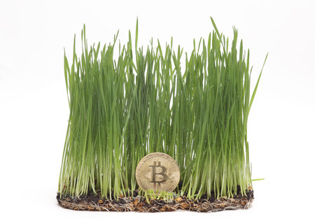 Green grass with roots and bitcoin isolated on white backgroundの写真素材
