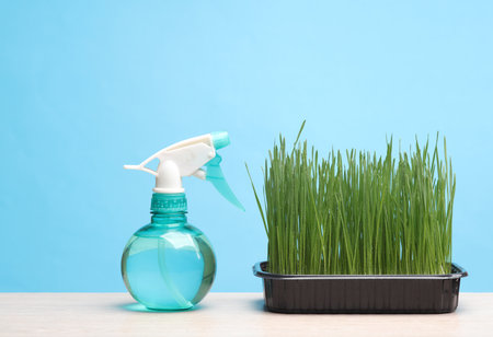 Spray bottle and grass in pot on the table, blue background. Plant careの写真素材