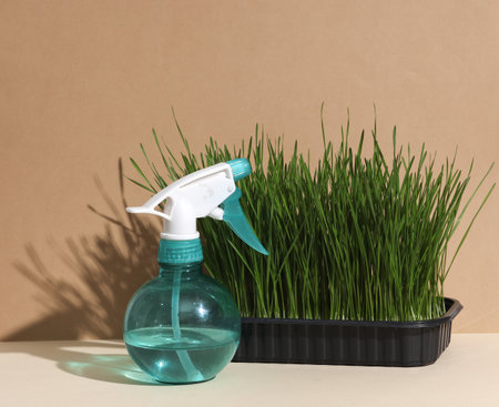 Pot with grass and a spray bottle on beige background. house plant careの写真素材