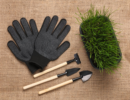 Plant care. Pot with green grass and miniature garden tool, chalck board, gloves on burlap.の写真素材