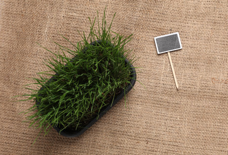 Green grass in a pot and a chalk board on burlap. Plant care