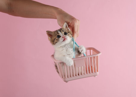 Woman's hand holds cute kitten in mini shopping basket on pink backgroundの写真素材