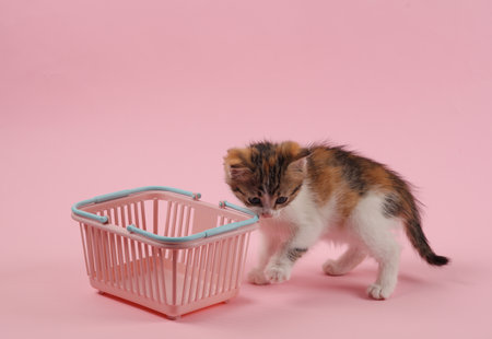 Little cute kitten with a supermarket basket on a pink background. Humor, shopping concept, sale,...