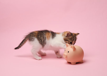 Little cute kitten plays with a piggy bank on a pink background. Business conceptの写真素材