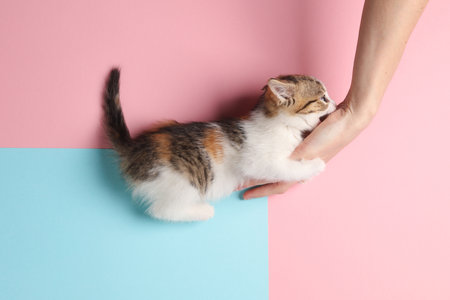 Little cute playful kitten plays with hand on pastel background. Top viewの写真素材